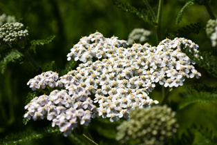 plants